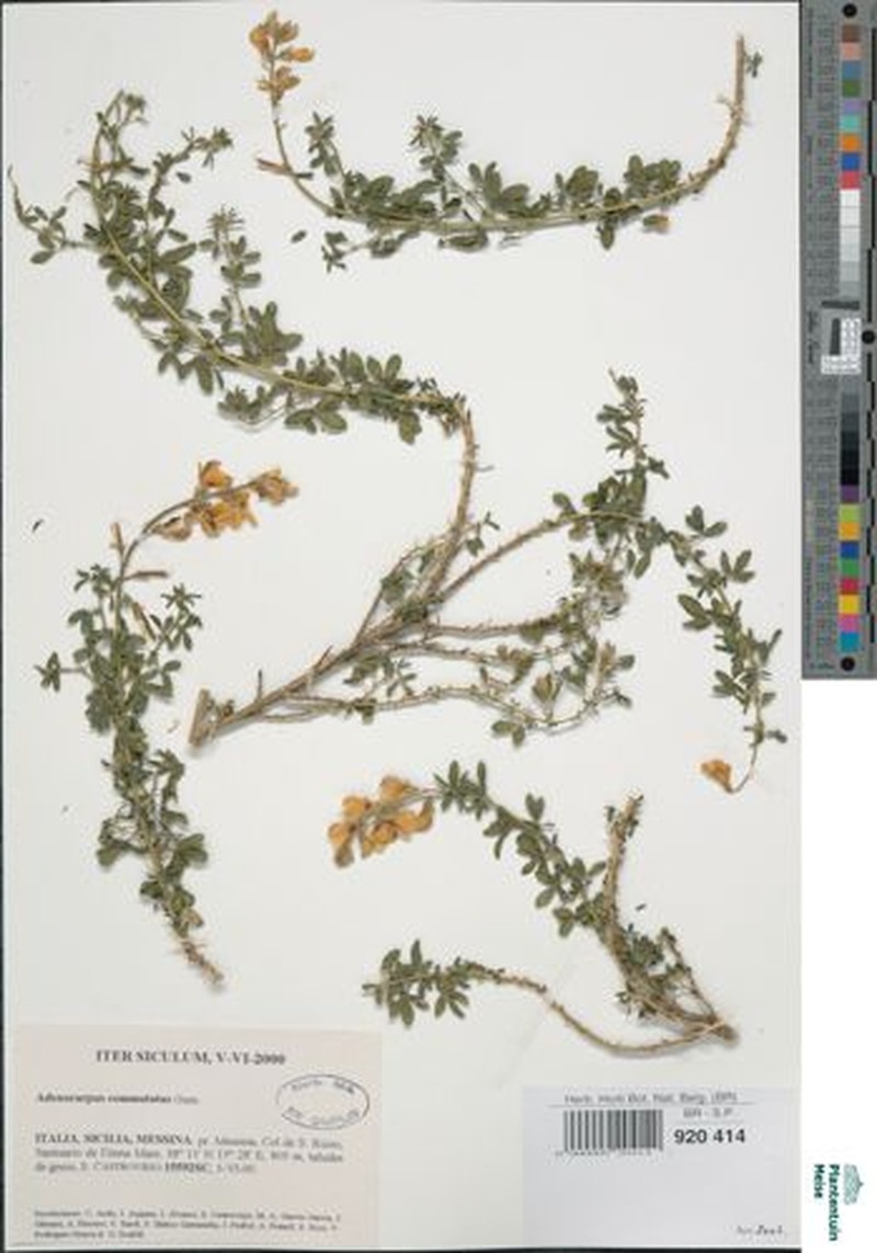 Adenocarpus commutatus photo 4