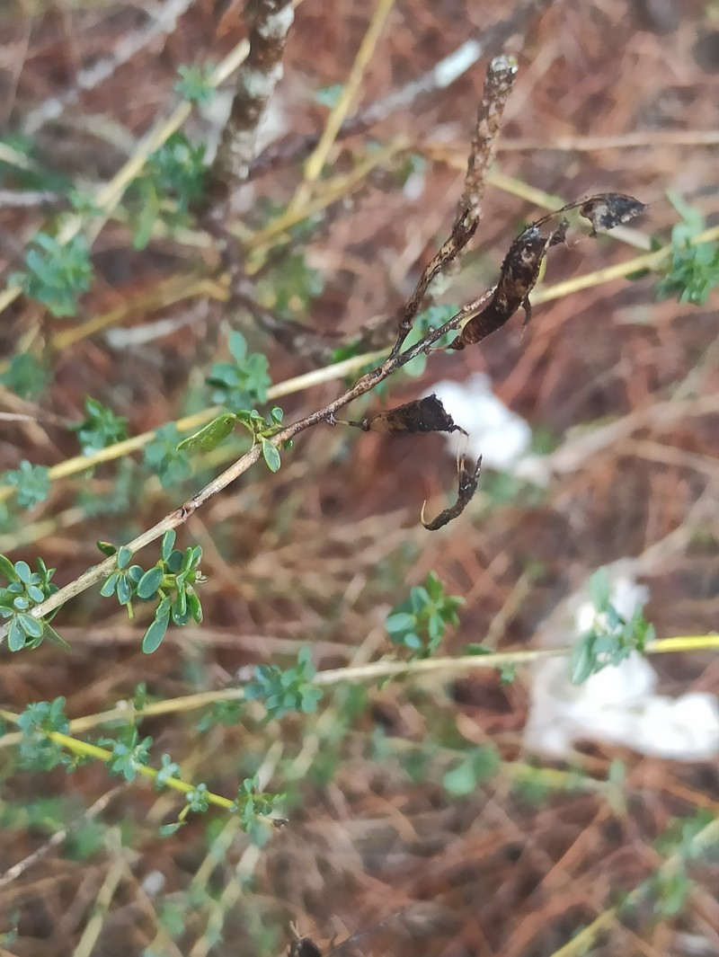 Adenocarpus complicatus nothosubsp. danielii photo 3