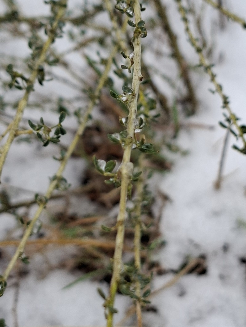 Adenocarpus complicatus nothosubsp. danielii photo 4
