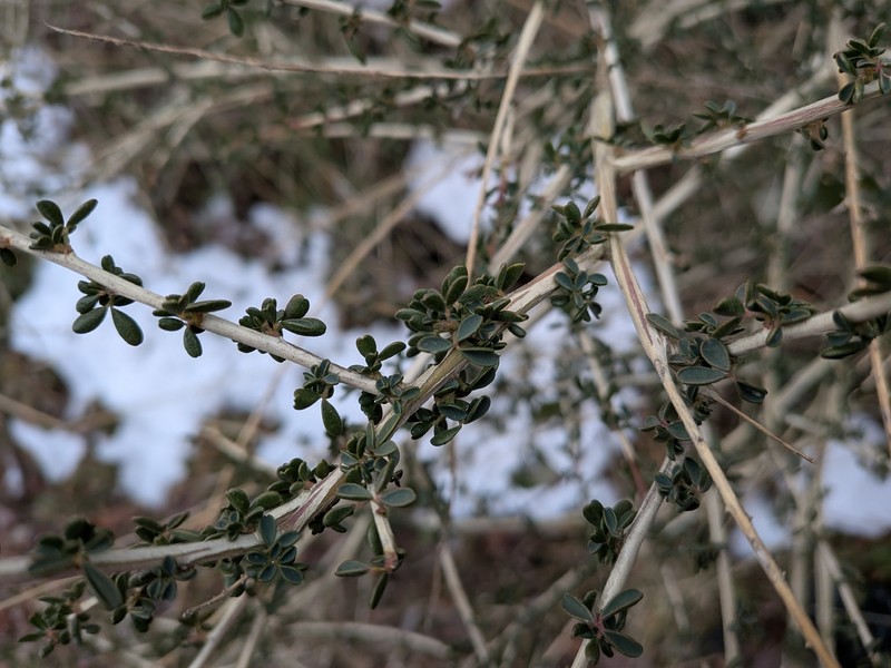 Adenocarpus complicatus nothosubsp. danielii photo 5