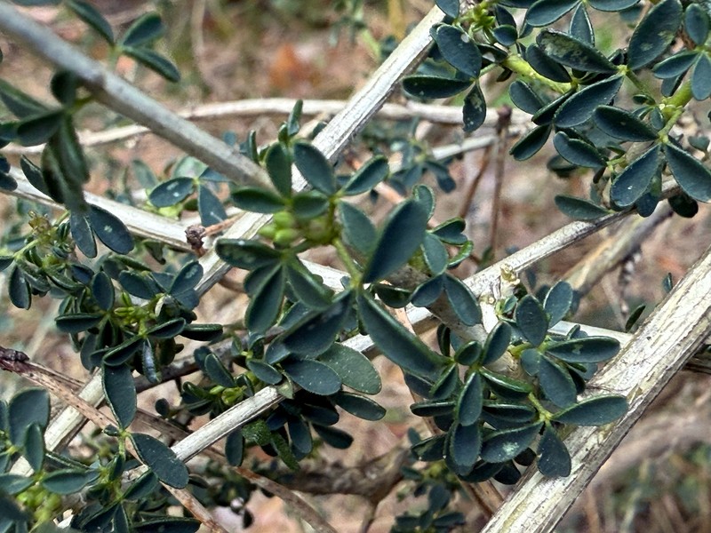 Adenocarpus complicatus nothosubsp. danielii photo 6