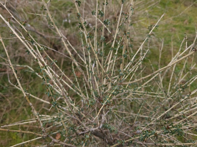 Adenocarpus complicatus nothosubsp. danielii photo 7