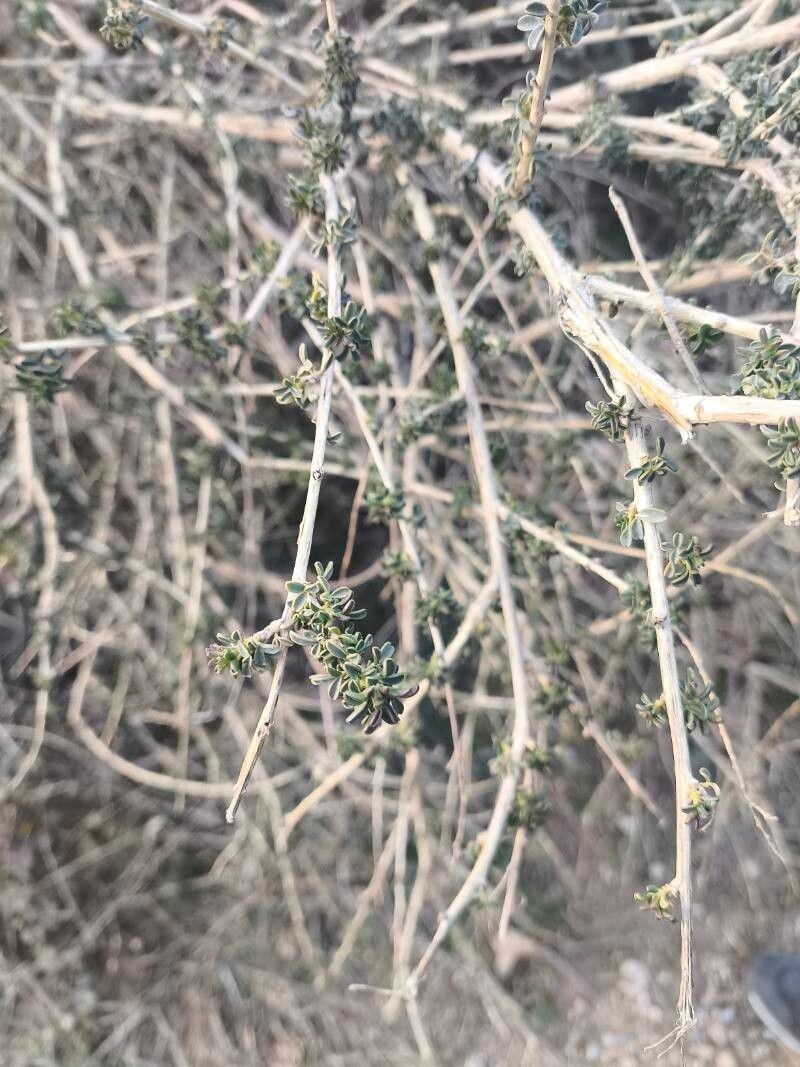 Adenocarpus complicatus nothosubsp. danielii photo 8