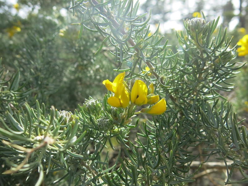 Adenocarpus decorticans photo 3