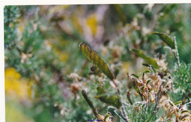 Adenocarpus decorticans photo 4
