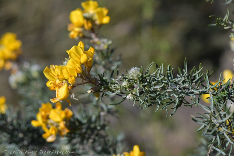 Adenocarpus decorticans photo 6