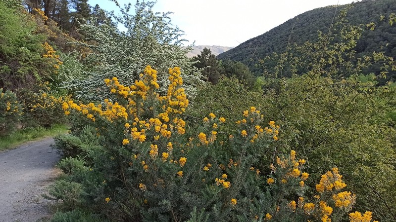 Adenocarpus decorticans photo 8