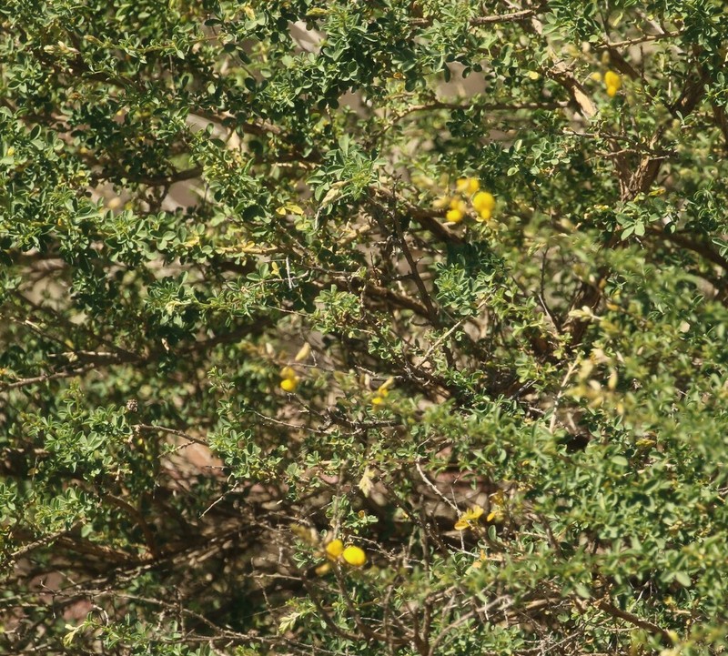 Adenocarpus desertorum photo 2