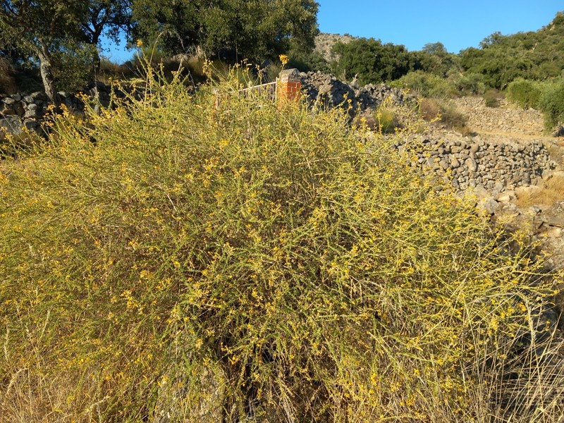 Adenocarpus desertorum photo 4