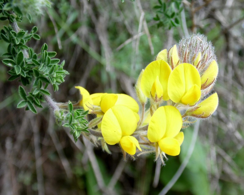 Canary Island Flatpod