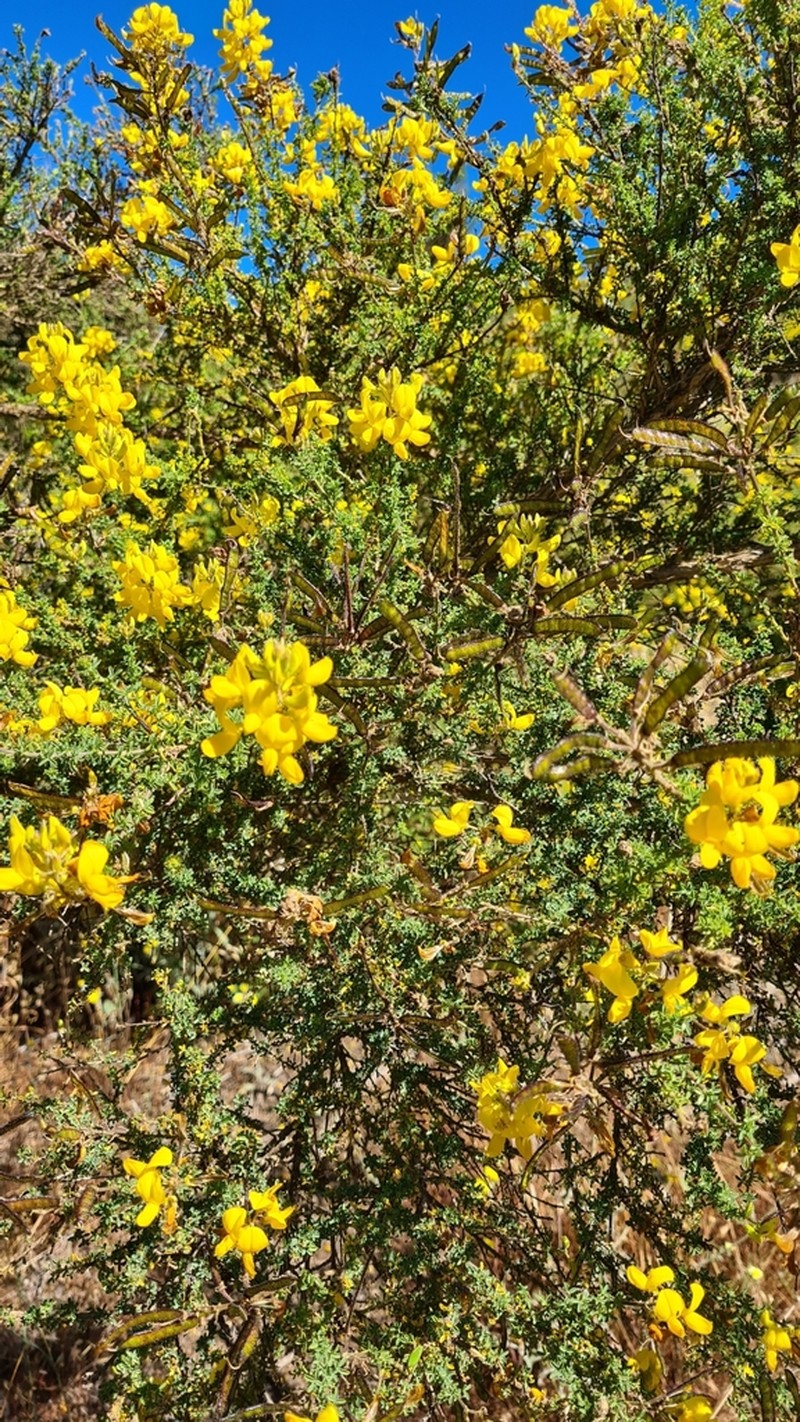 Canary Island Flatpod photo 5