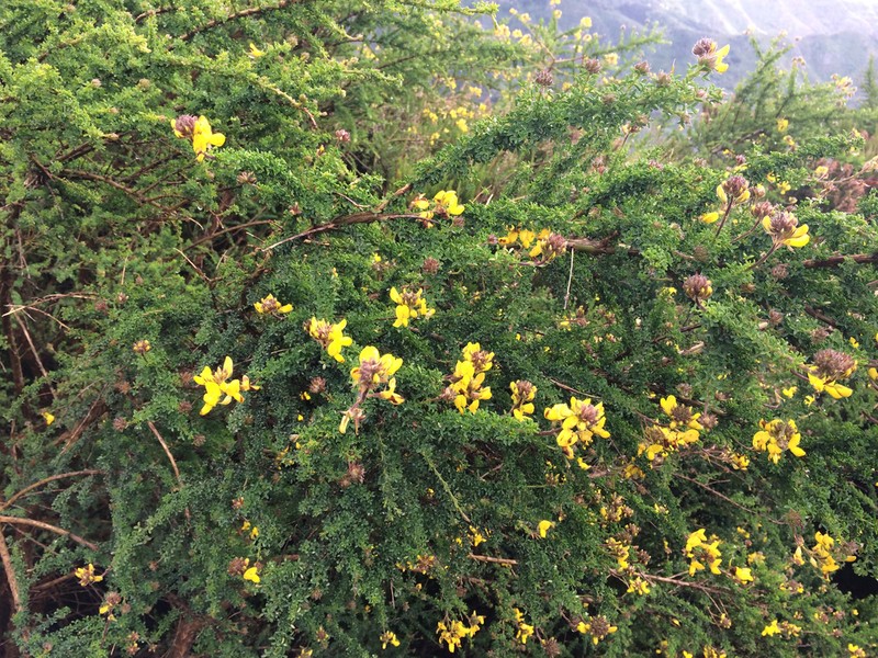 Canary Island Flatpod photo 6