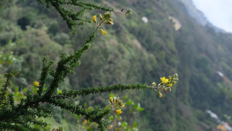 Canary Island Flatpod photo 7