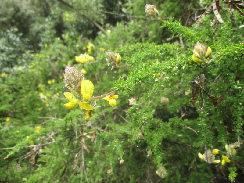 Canary Island Flatpod photo 8