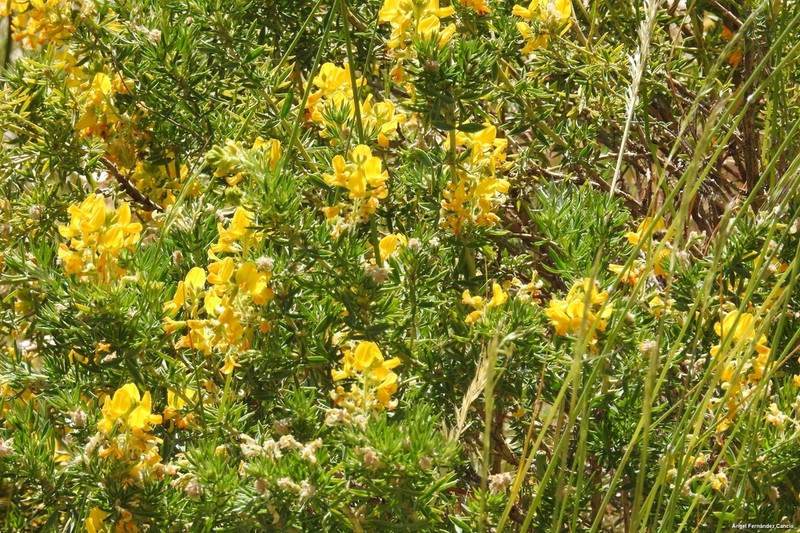 Adenocarpus hispanicus photo 5