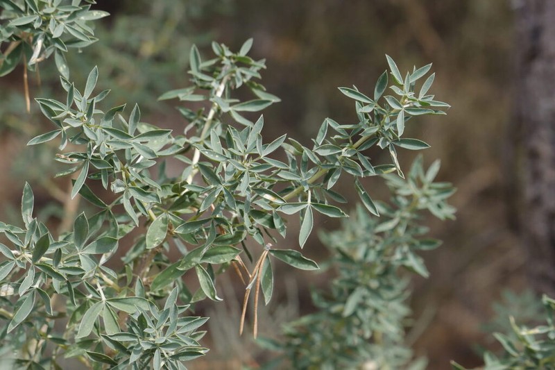 Adenocarpus hispanicus photo 6
