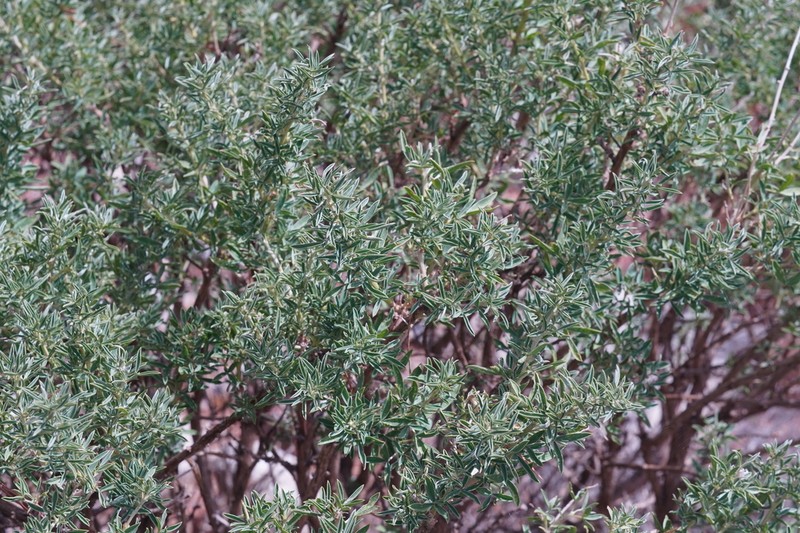 Adenocarpus hispanicus photo 7