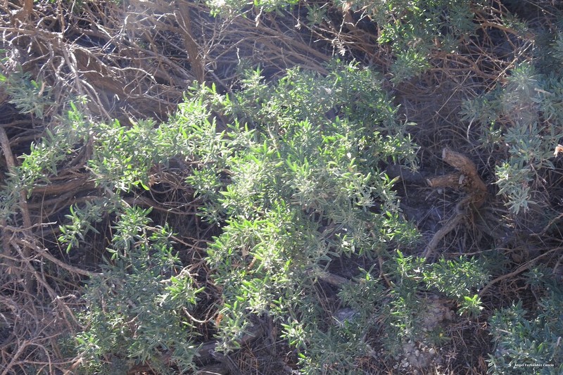 Adenocarpus hispanicus photo 8