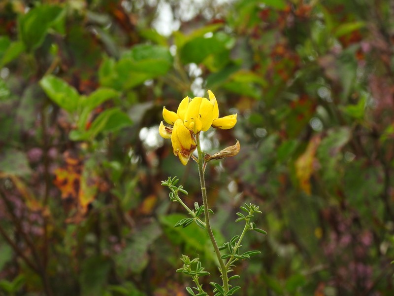 Adenocarpus hispanicus subsp. hispanicus photo 2