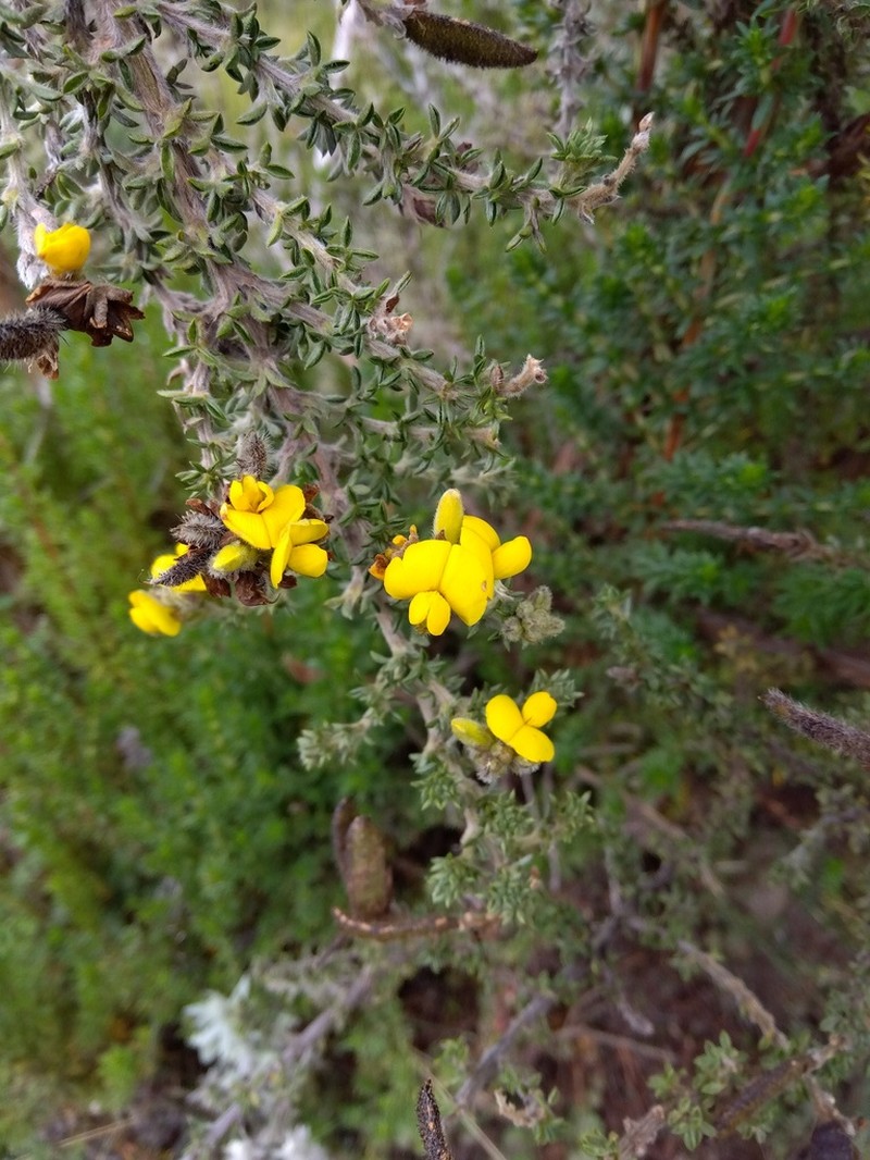 Adenocarpus mannii