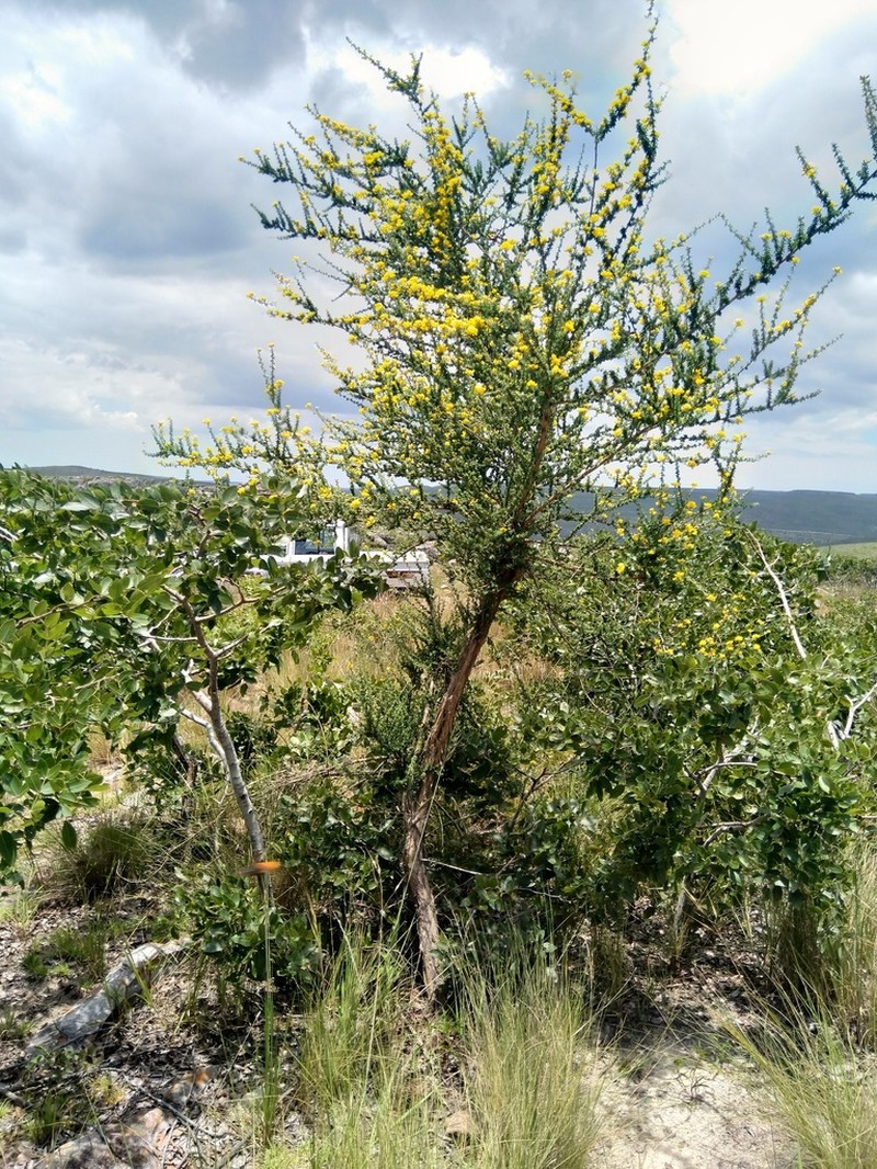 Adenocarpus mannii photo 2