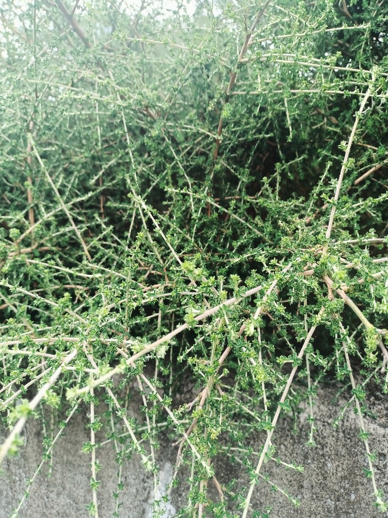 Adenocarpus mannii photo 3
