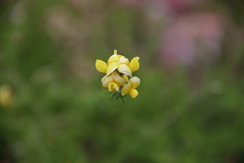 Adenocarpus mannii photo 4