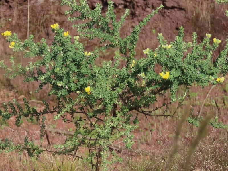 Adenocarpus mannii photo 6