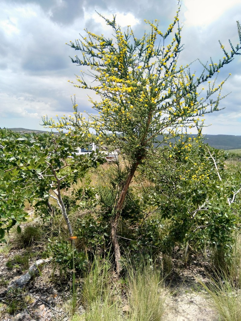 Adenocarpus mannii photo 8