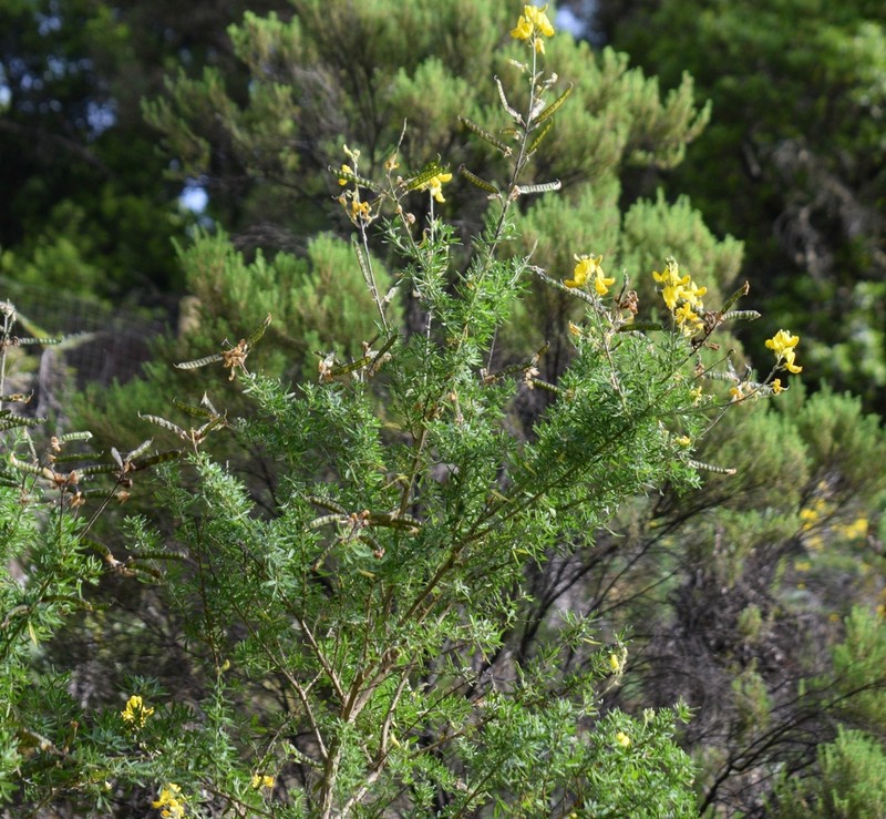 Adenocarpus ombriosus