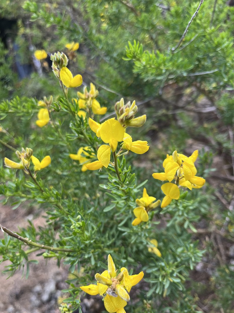Adenocarpus ombriosus photo 2