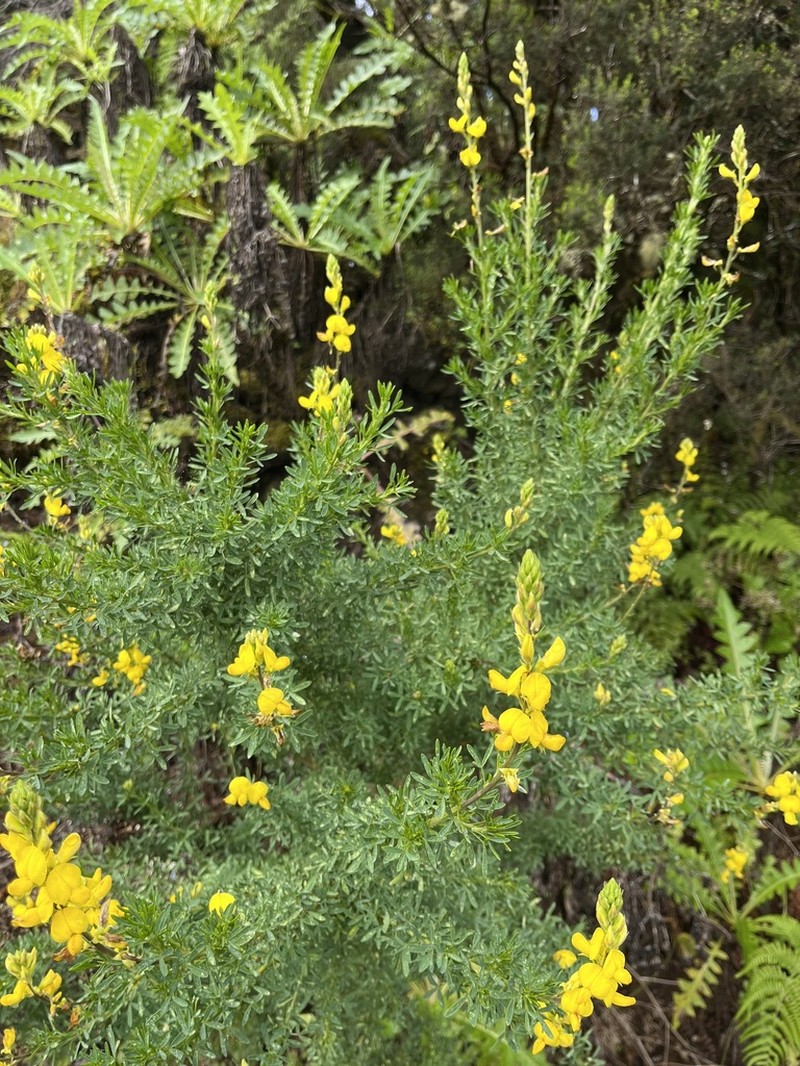 Adenocarpus ombriosus photo 3