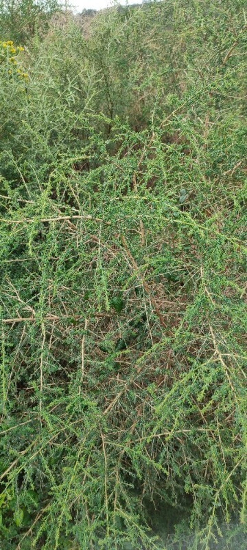 Adenocarpus telonensis
