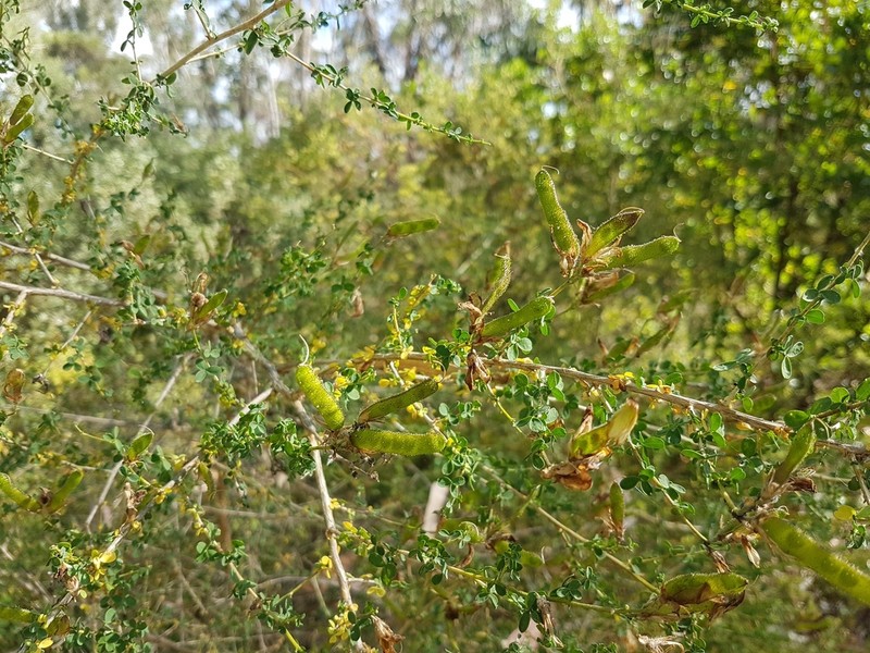 Adenocarpus telonensis photo 2