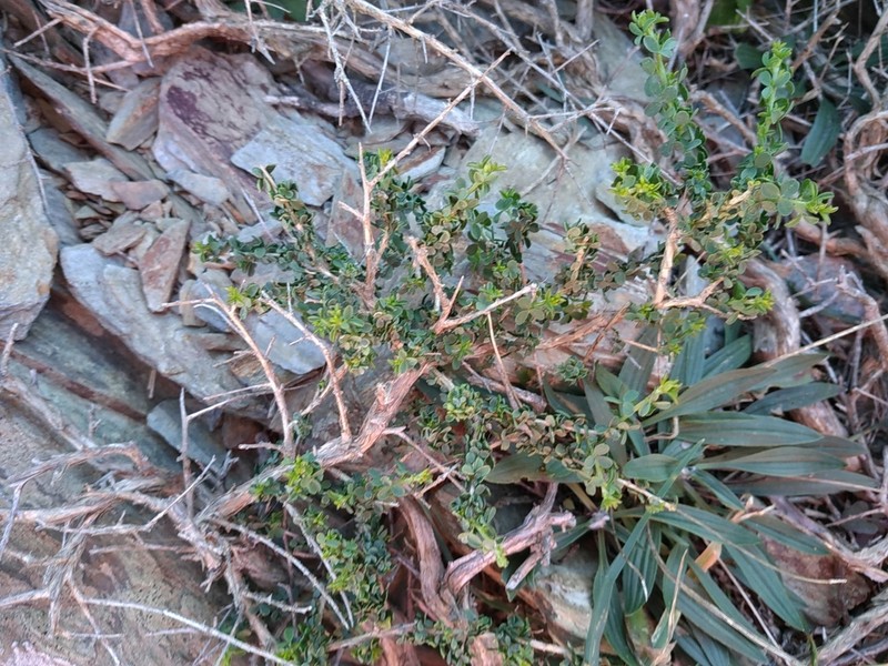 Adenocarpus telonensis photo 3