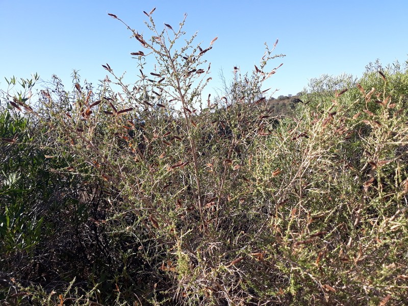 Adenocarpus telonensis photo 4