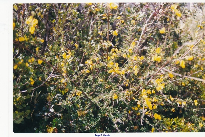 Adenocarpus telonensis photo 5