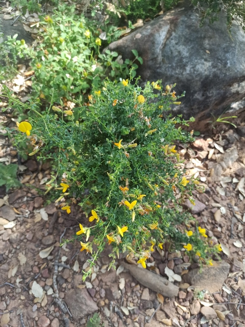 Adenocarpus telonensis photo 7