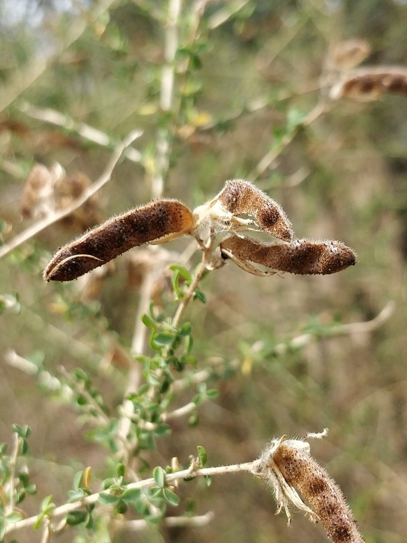 Adenocarpus telonensis photo 8