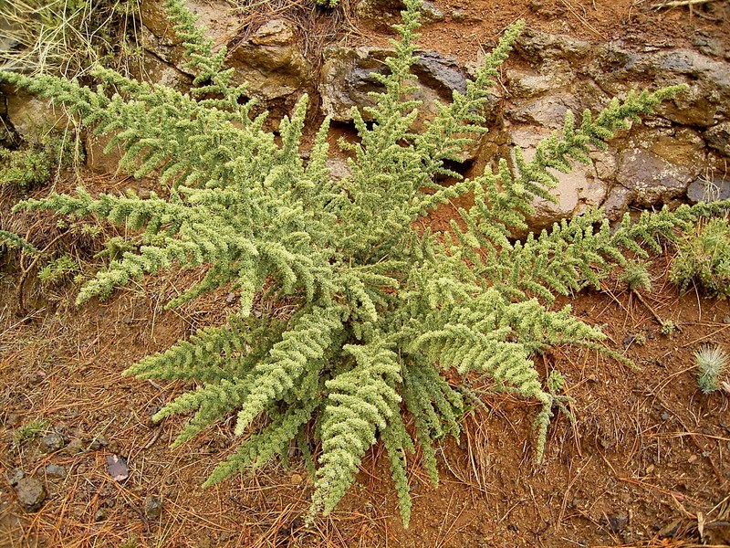 Adenocarpus viscosus