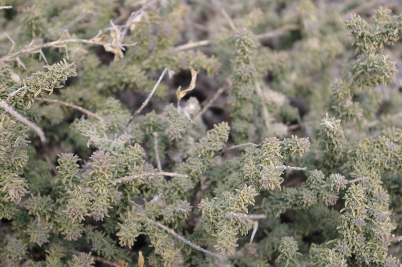 Adenocarpus viscosus photo 2