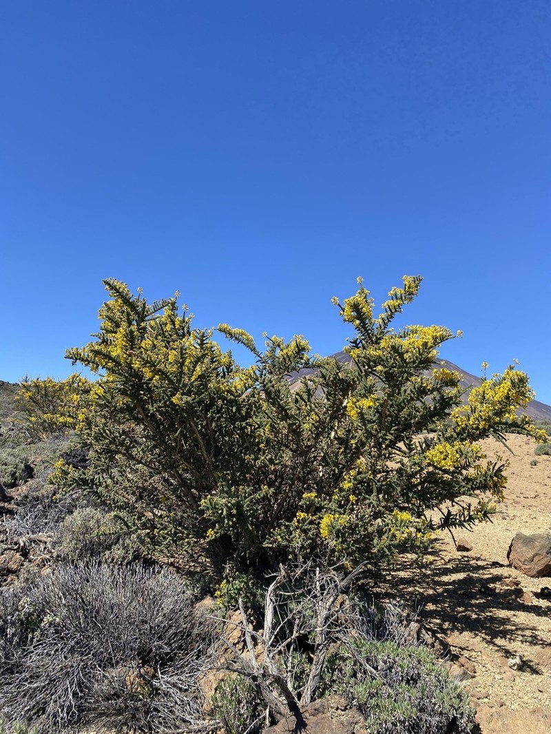 Adenocarpus viscosus photo 3