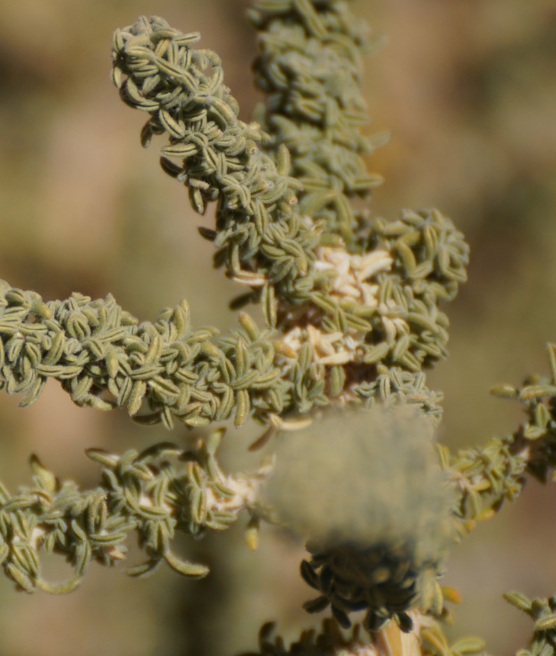 Adenocarpus viscosus photo 4