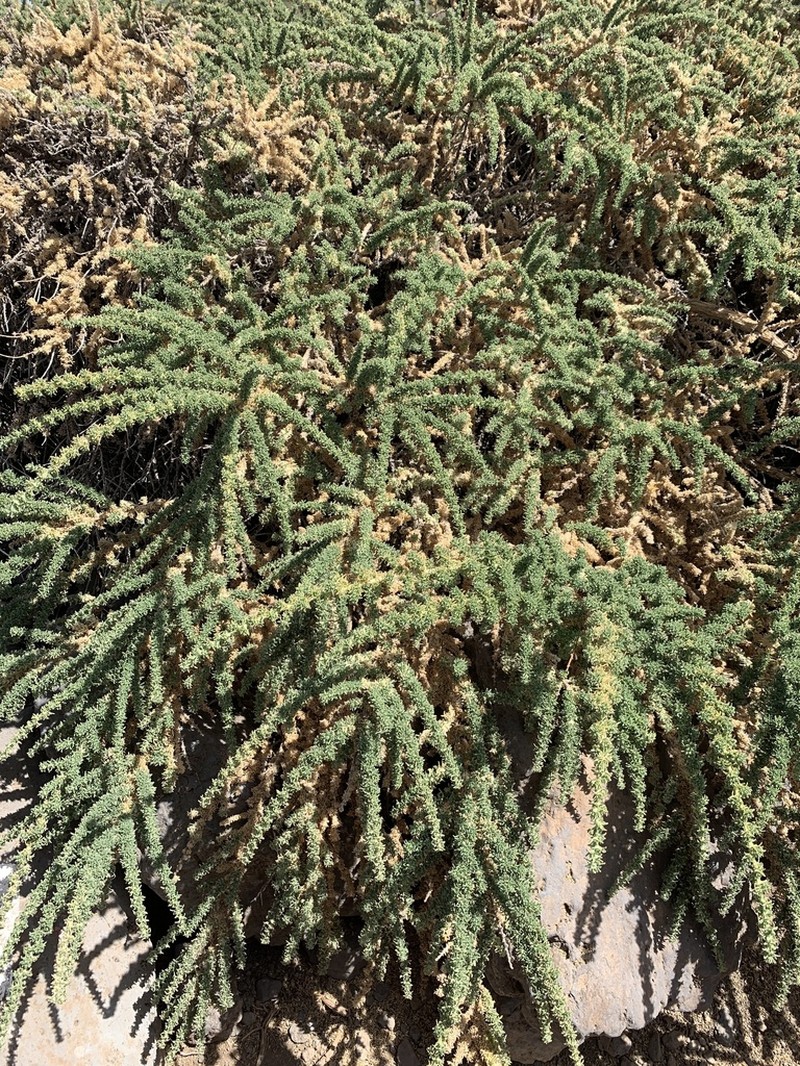 Adenocarpus viscosus photo 7