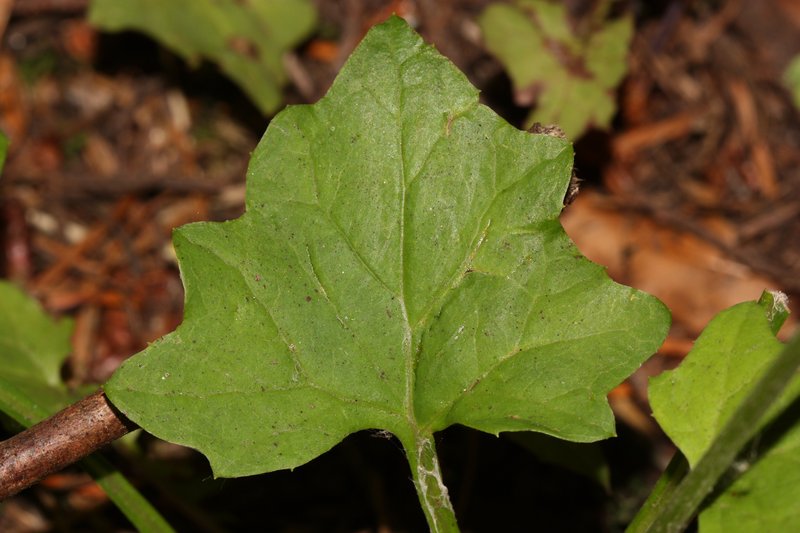 American Trailplant photo 3