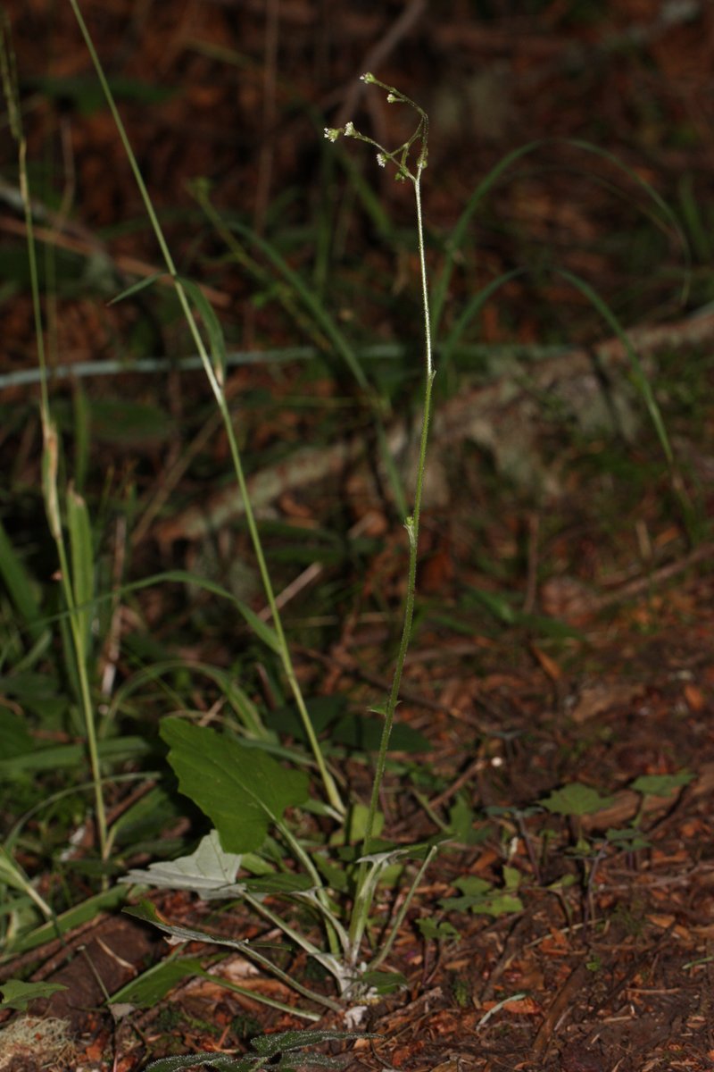 American Trailplant photo 5
