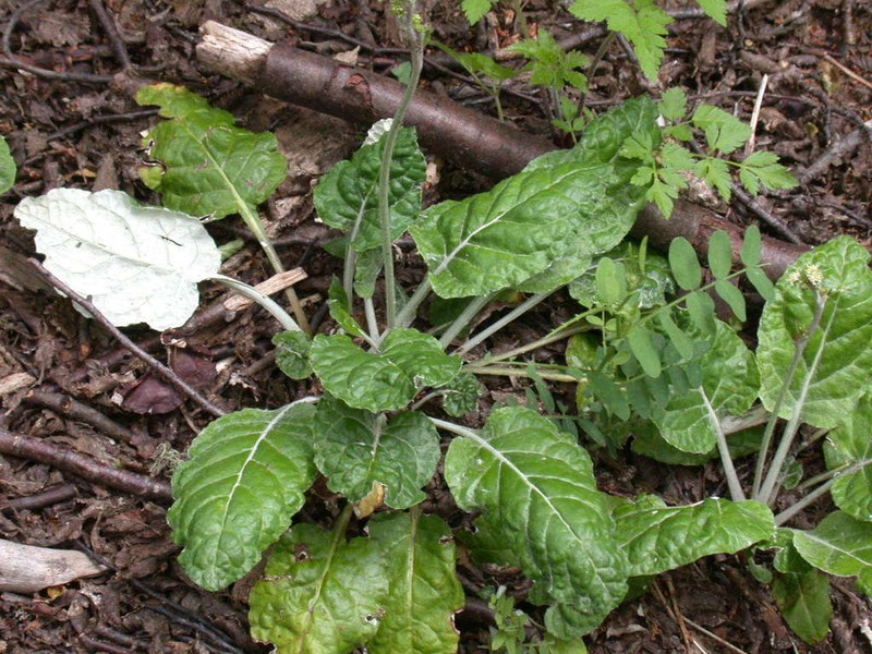 Adenocaulon chilense