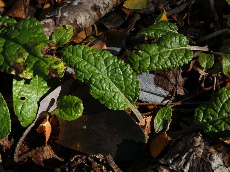 Adenocaulon chilense photo 2