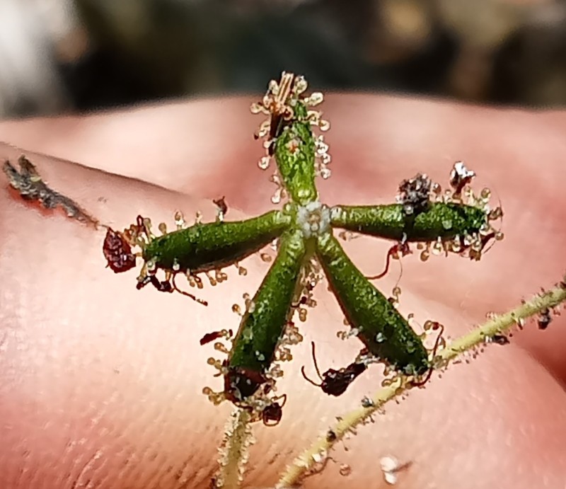 Adenocaulon chilense photo 3