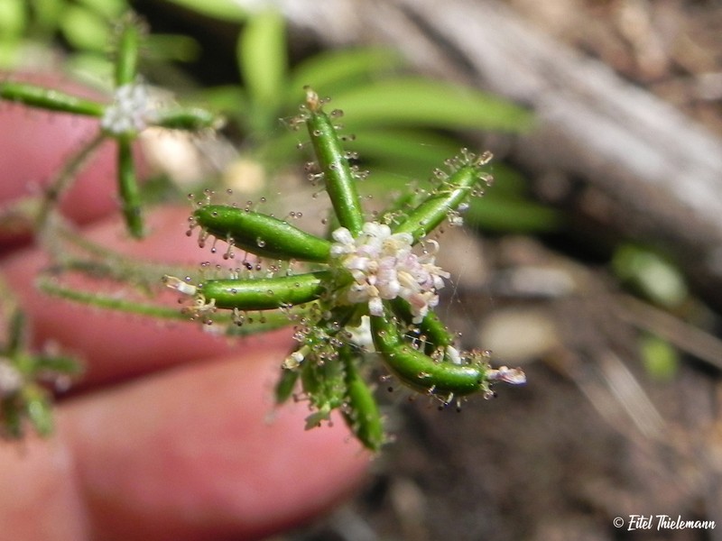 Adenocaulon chilense photo 4
